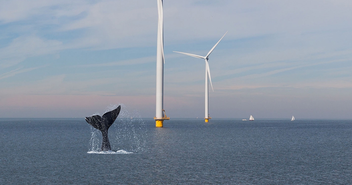 U.S. Takes Action to Safeguard Whales Around Offshore Wind Farms