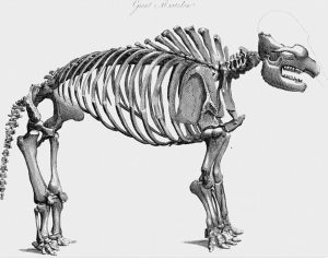 Remains Of Dinosaur-Looking Creature Found All Over New York State