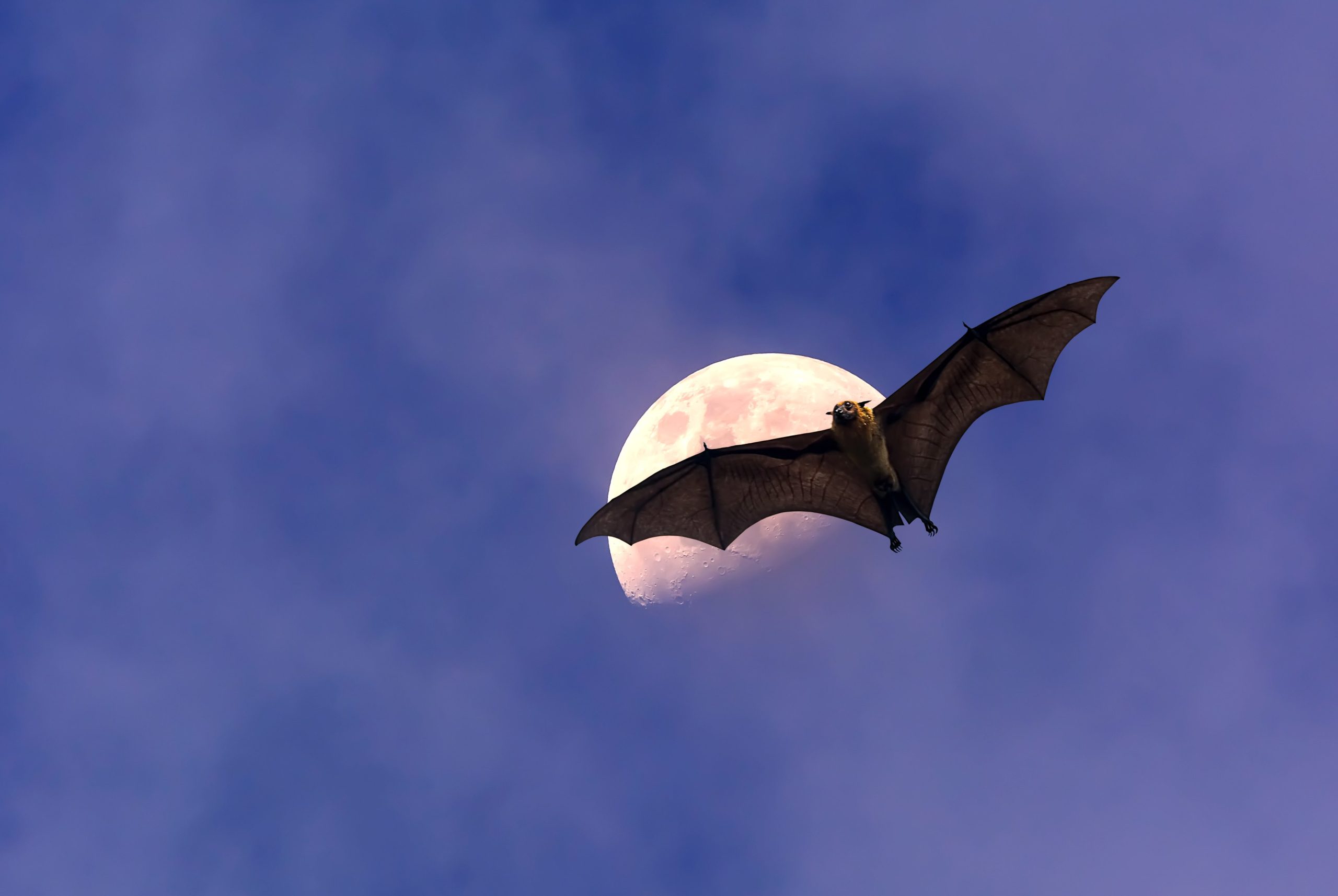 Arctic Blast Effects: Texas Bats Still Under Rehabilitation