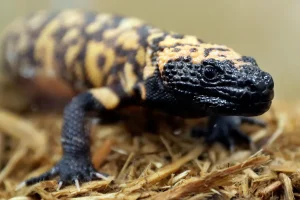 Colorado Man Fatally Bitten by Pet Gila Monster