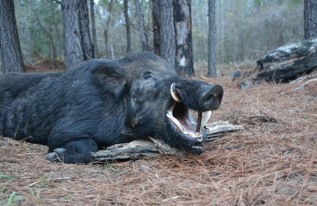 A New Study Says That Wild Hogs May Not Be as Big of a Destructive Menace in Texas