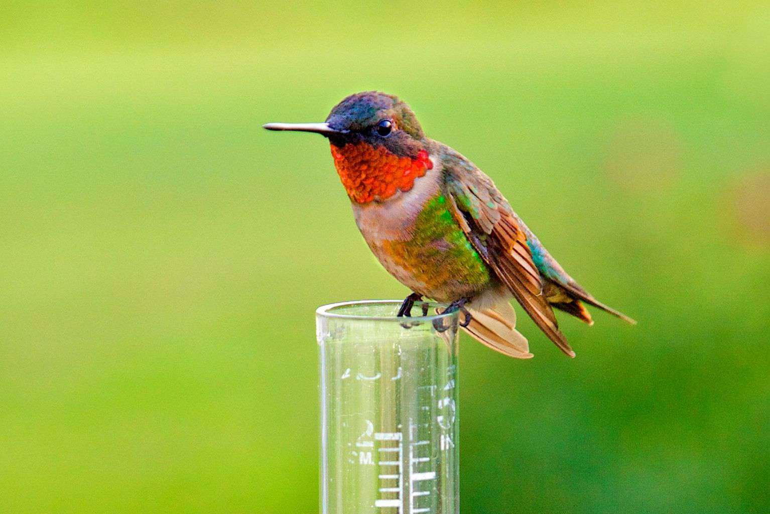 Migrating Hummingbirds Are Coming Back to Tennessee!