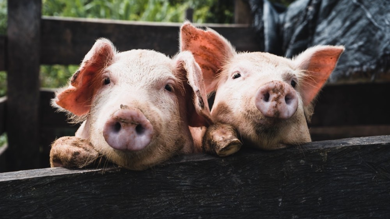 Alert: Texas Communities Targeted in Deceptive Pig Butchering Scam!