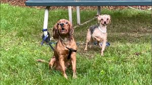 Two Adorable Hound Puppies Making their Way to Massachusetts!