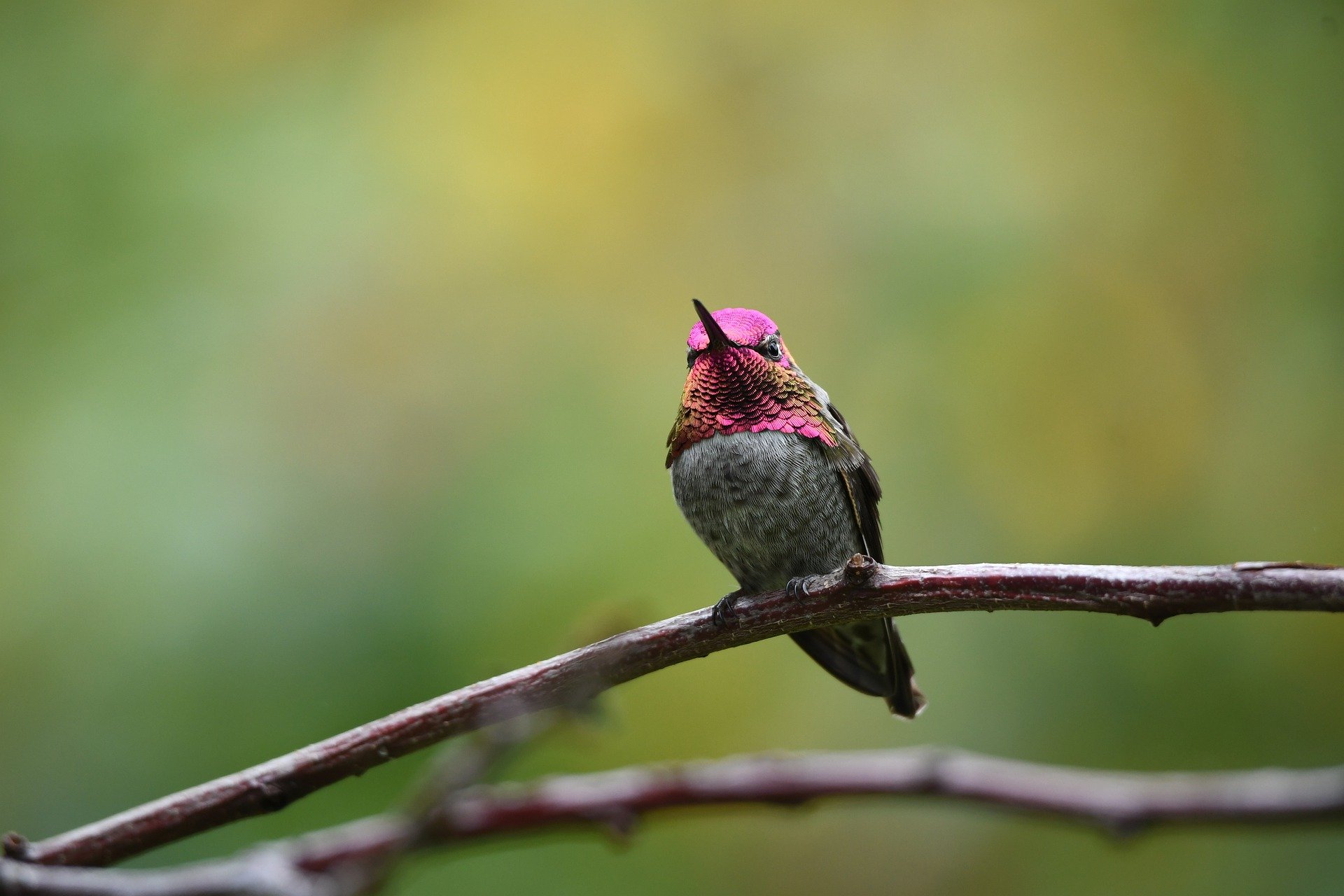 Hummingbird Migration in Full Swing: Welcoming Our Tiny Avian Visitors!