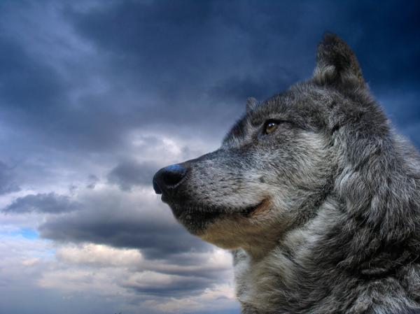 The Legal Status of Wolf Dogs in Arkansas