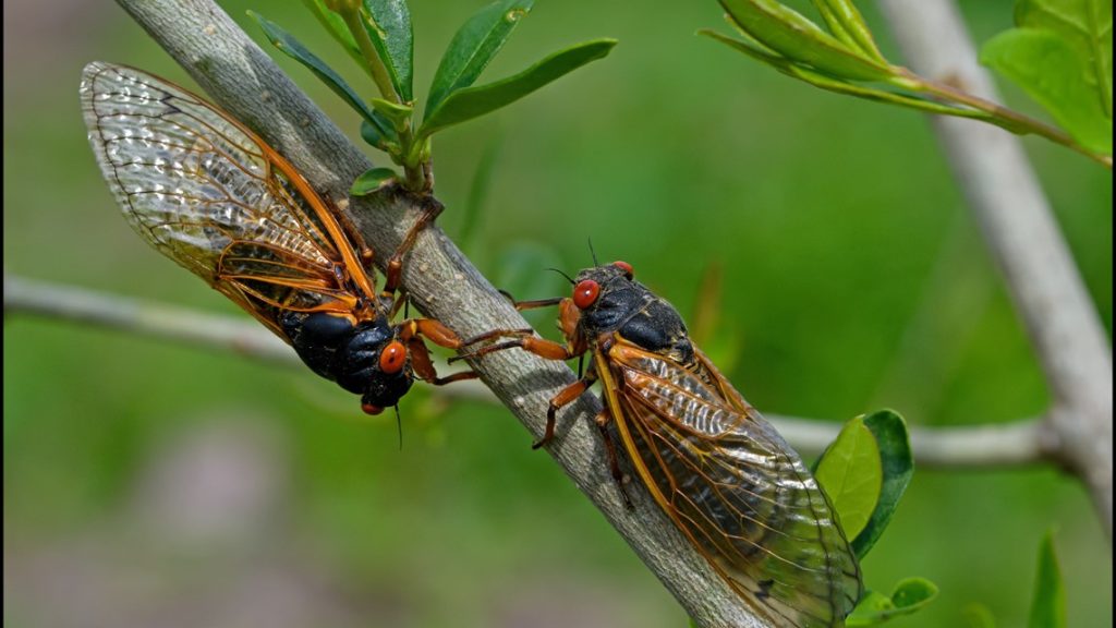 2024 Massive Cicada Surge in North Carolina Race Day Live