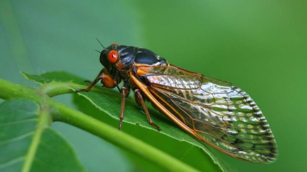 2024 Massive Cicada Surge in North Carolina Race Day Live