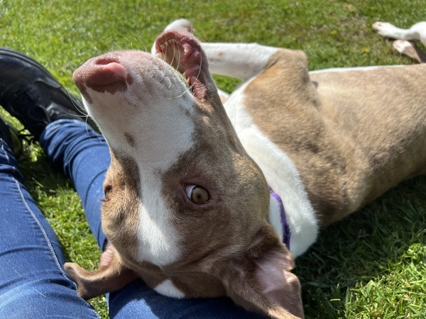 Adopt a Furry Friend: Meet the Adorable Puppies in El Cajon Seeking Loving Homes!