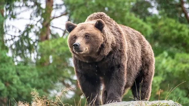 Bear Attack Claims Life of One, Leaves Two Injured in Slovakia