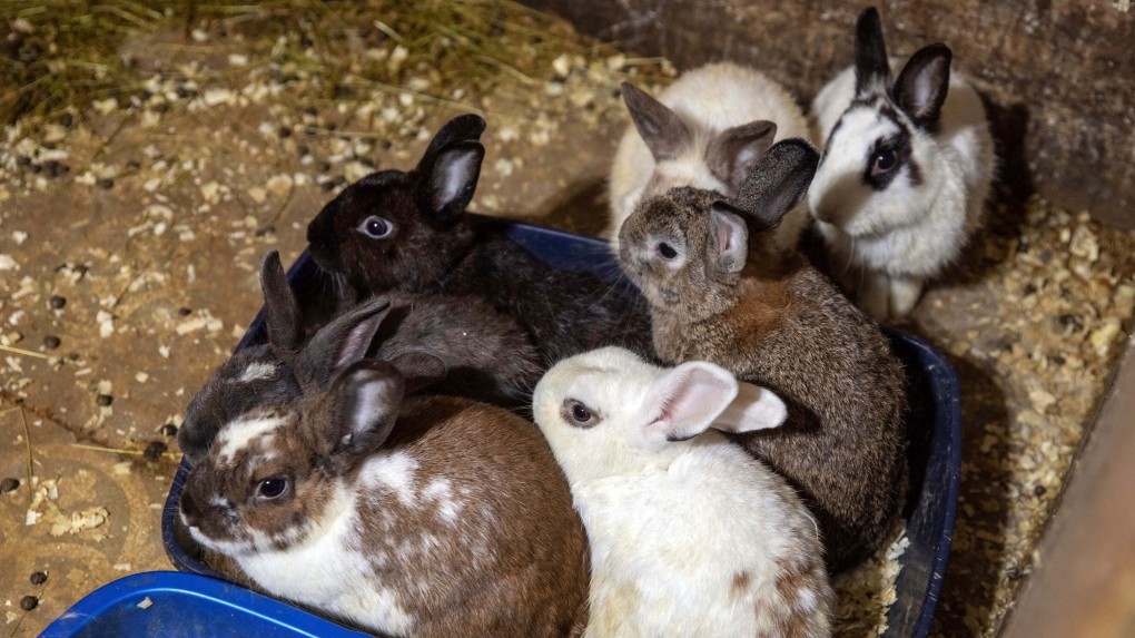 Bunny Rescue: 100+ Rabbits Saved from California Backyard Hoard