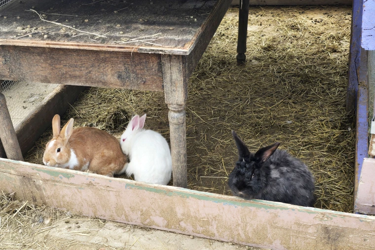 Bunny Rescue: 100+ Rabbits Saved from California Backyard Hoard