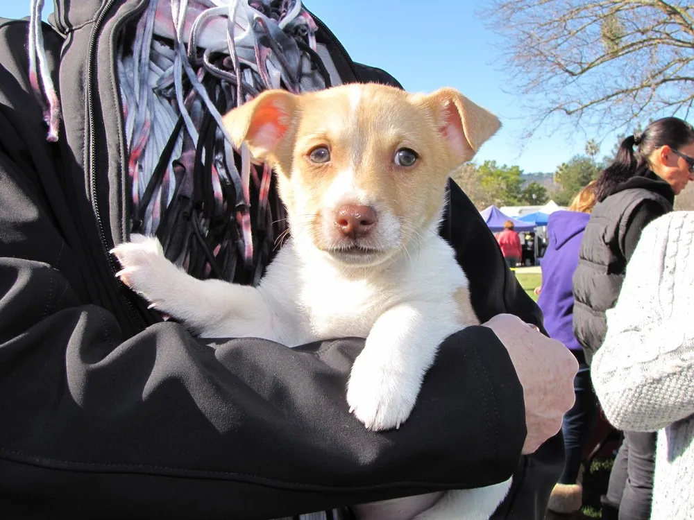 Celebrating National Puppy Day: Shelters Host Adoption and Foster Events