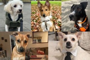 Cute Pups Looking for Loving Homes in New York City