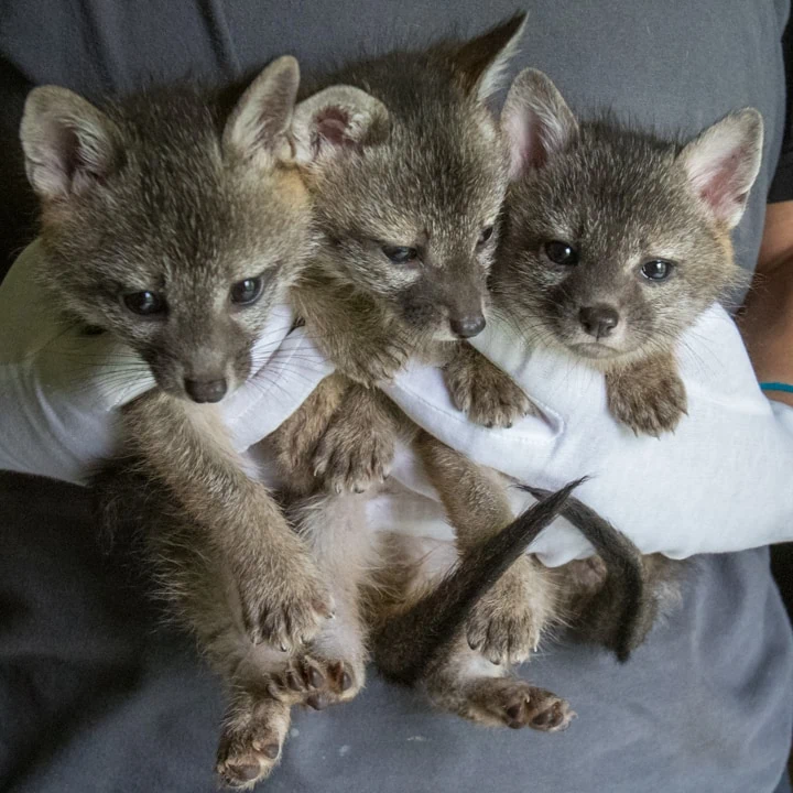 Humane Society Cares for Four Coyote Pups, Urges Respect for Wildlife