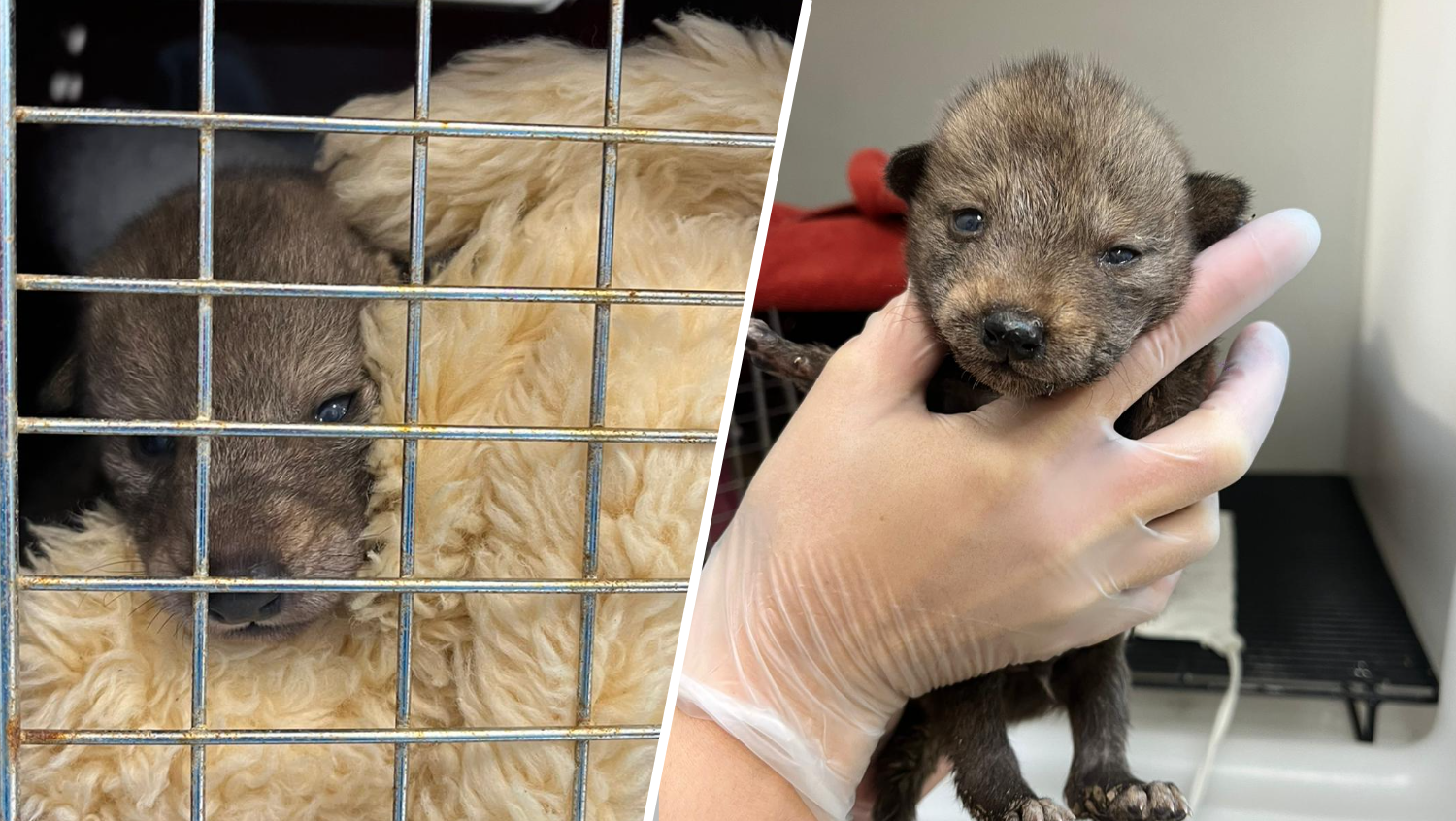 Humane Society Cares for Four Coyote Pups, Urges Respect for Wildlife