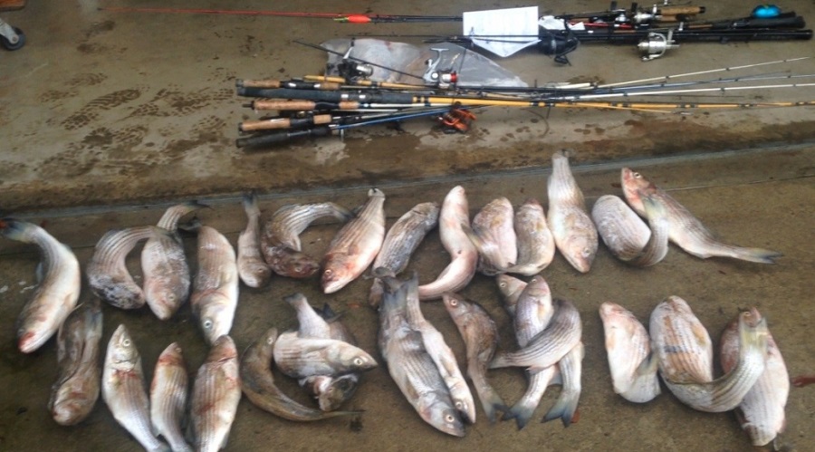 Illegal Fish Sales Ring Busted in California
