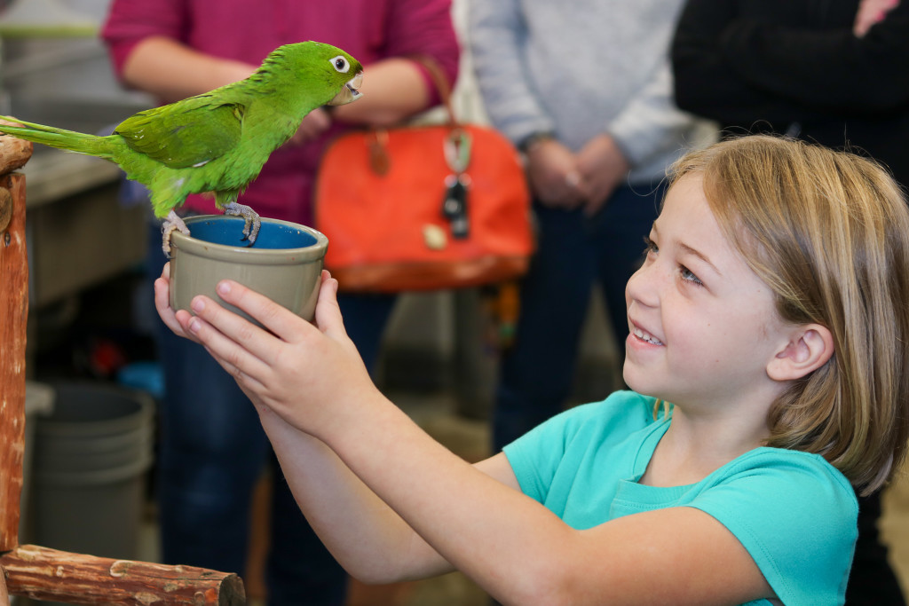 Rare Parrots Grace San Diego's Beaches: A Story of Resilience and Beauty