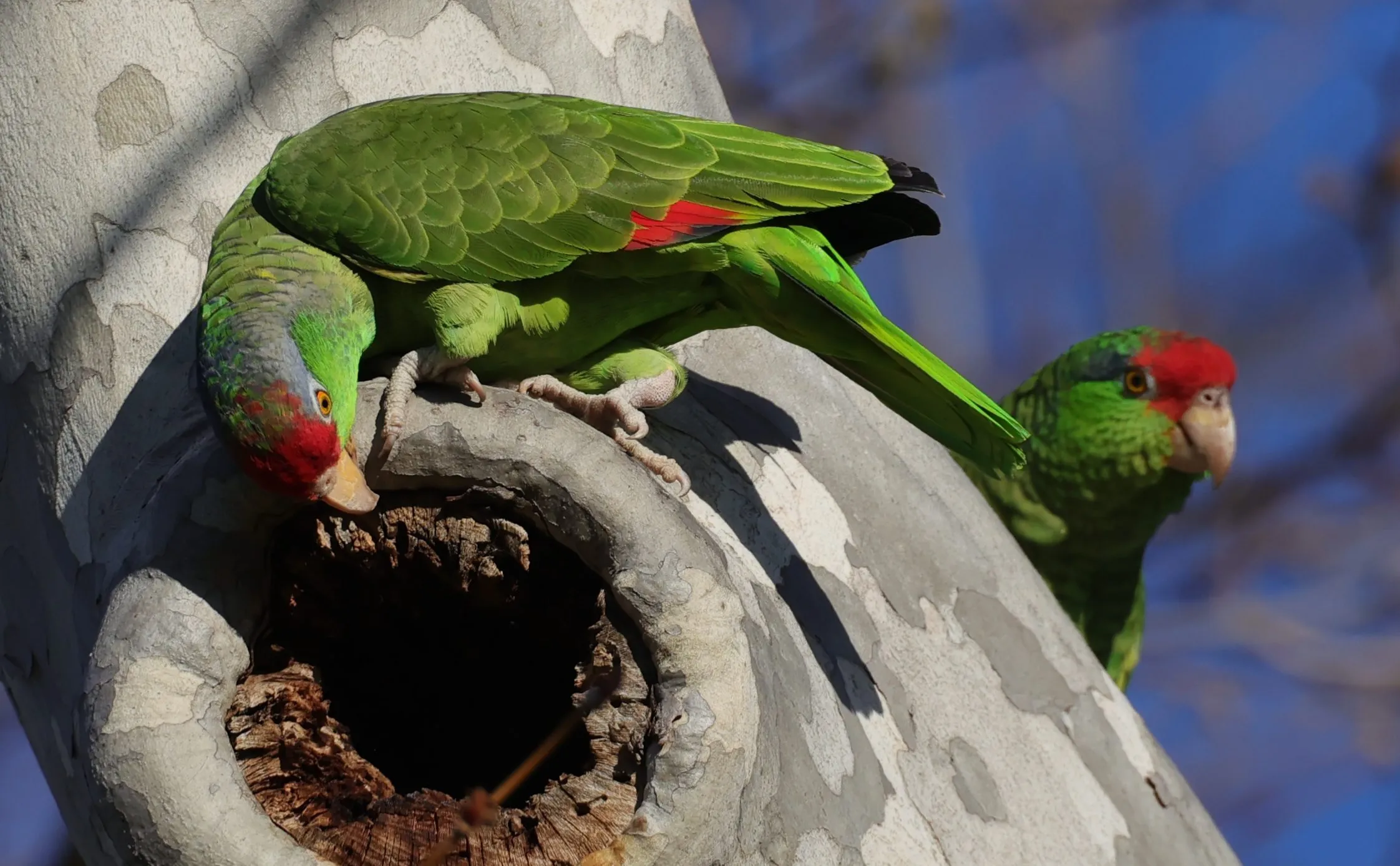 Rare Parrots Grace San Diego's Beaches: A Story of Resilience and Beauty
