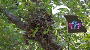 Secret Sanctuaries: The Surprising Story Behind Texas Tree Leaf Bundles