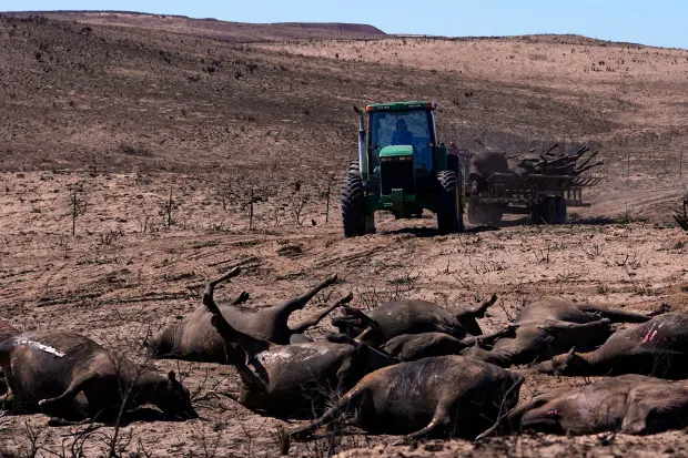 Texas Wildfire Tragedy: Power Company Implicated, Thousands of Cattle Lost