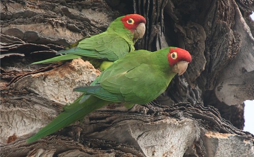 The Story Behind San Diego's Parrots