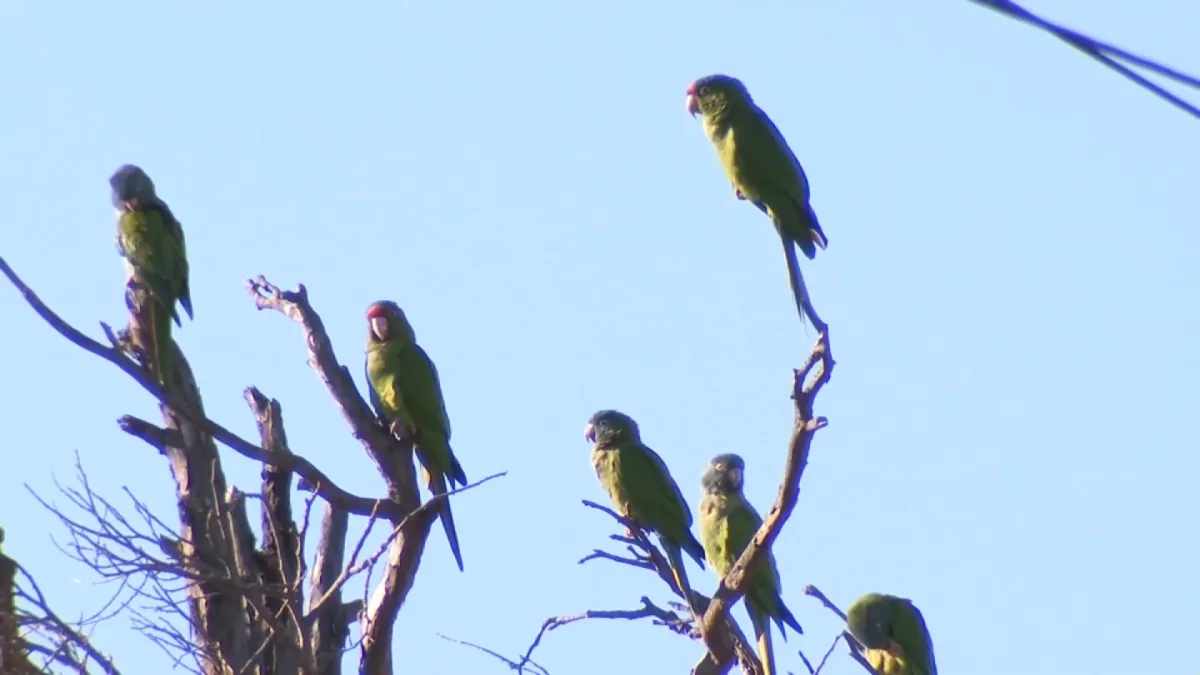 The Story Behind San Diego's Parrots