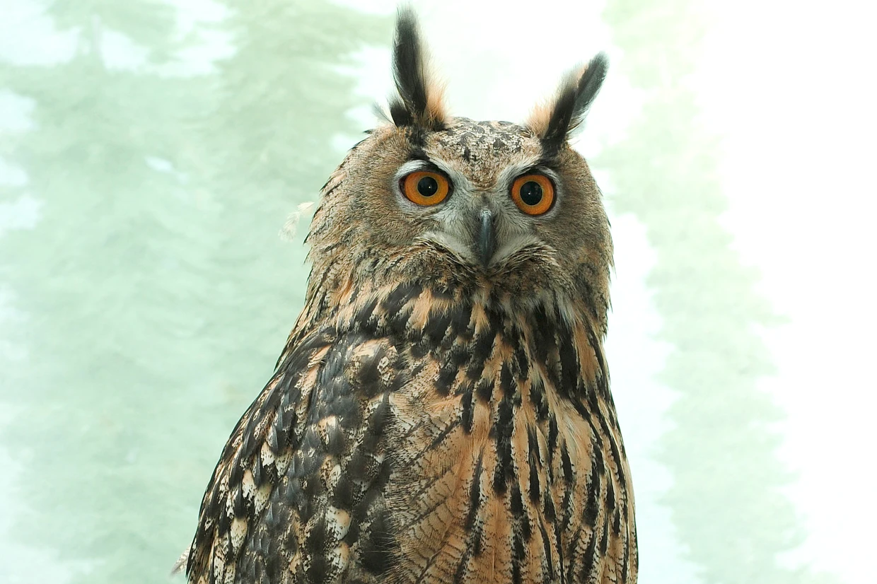 Tragic Discovery: Factors Behind Flaco the Owl's Death Revealed