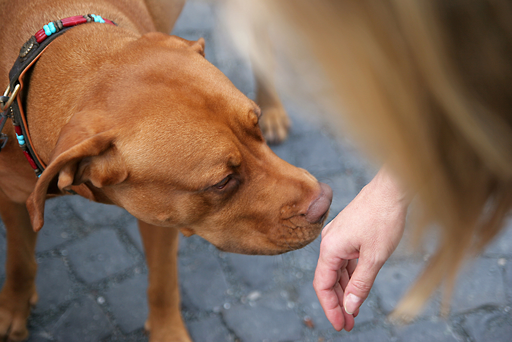 Warning for Dog Owners: Deadly Parasite Confirmed in California