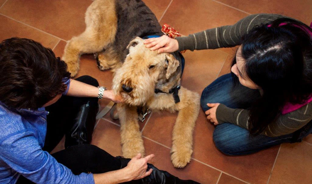 Lifesaving Grant Restores Eyesight for Senior Dog