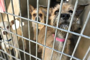 Surge in Abandoned Animals Across Central California