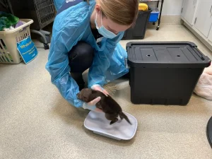 Surprise Discovery: Coyote Pups Found Under Deck in Pacific Beach