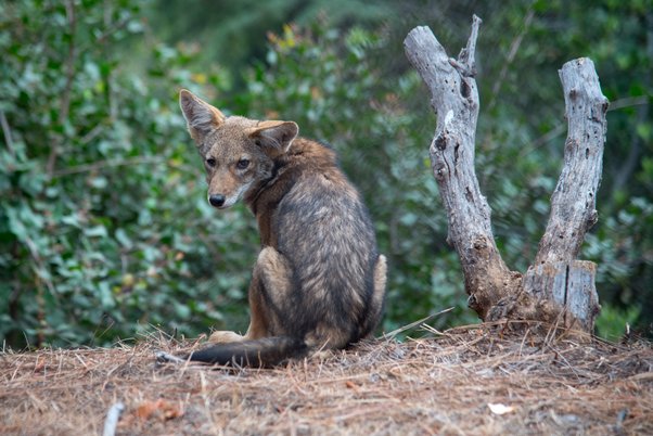 Surprise Discovery: Coyote Pups Found Under Deck in Pacific Beach