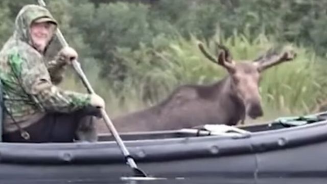 Moose Walks Right By Canoer Paddling On New Hampshire Lake