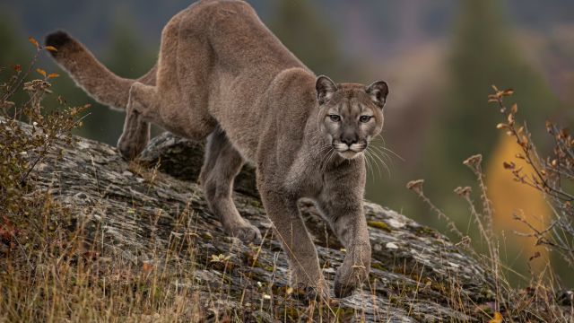 5-Year-Old Attacked by Mountain Lion During Family Outing at Malibu Creek State Park on Labor Day Near Los Angeles