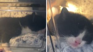 Ohio Rescuers Swiftly Save Tiny Kitten Found Suffocating in Plastic Bag