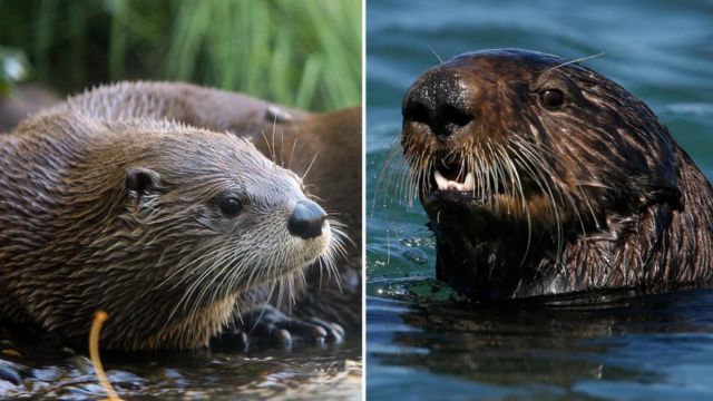 River Otter Drags Child Underwater, Attacks Mother at Marina Harrowing Incident Unfolds