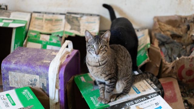 Bedford Woman Charged with Neglect and 'Torture' of Over a Dozen Cats