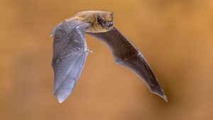 Chicago Concertgoers Potentially Exposed to Rabid Bats, Warn Officials