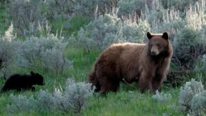 Colorado Man Attacked by Bear and Three Cubs After Home Break-In