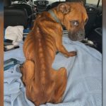 Lexington Man Charged with Animal Cruelty After 3 Dogs Die from Starvation