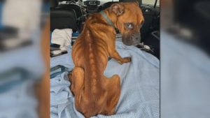 Lexington Man Charged with Animal Cruelty After 3 Dogs Die from Starvation