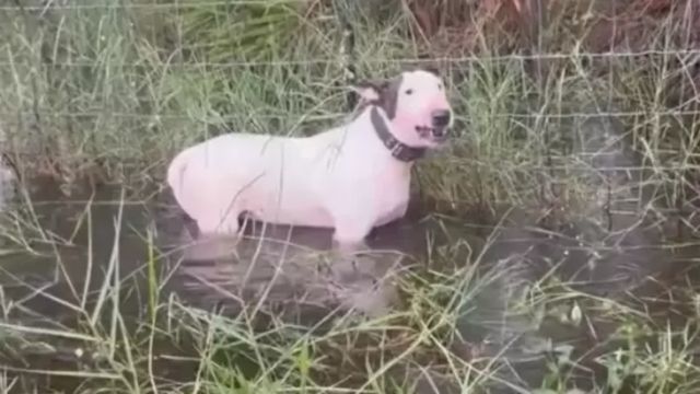 Man Charged with Animal Cruelty for Abandoning Dog Tied to Fence Before Hurricane Milton