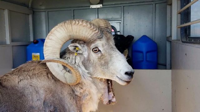 Montana Man Sentenced for Illegally Breeding Hybrid Sheep for Trophy Hunting