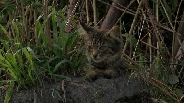 Police Are Investigating After Over 12 Animals Were Found Dead in Summerville