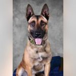 Indiana Man Arrested Following Altercation with Trooper and K9 During Traffic Stop State Police