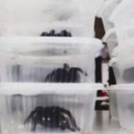 Man Was Caught Smuggling 320 Tarantulas and 110 Centipedes Out of Peru While Strapping Them to His Body