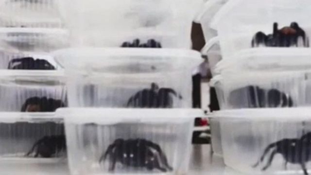 Man Was Caught Smuggling 320 Tarantulas and 110 Centipedes Out of Peru While Strapping Them to His Body