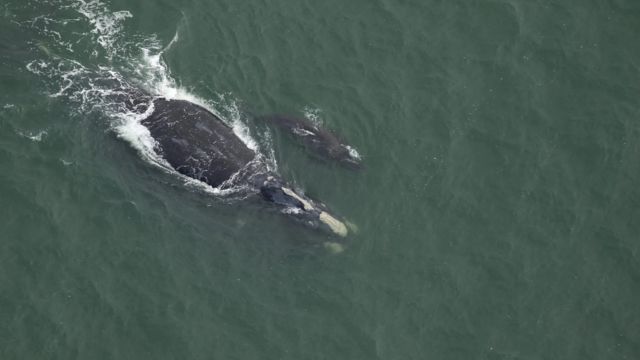 Season's First Right Whale Calf Spotted Off Southeast Coast, Sparking Conservation Hope