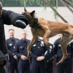 Shoplifter hurt by police dog receives almost $1 million settlement from a Northern California city